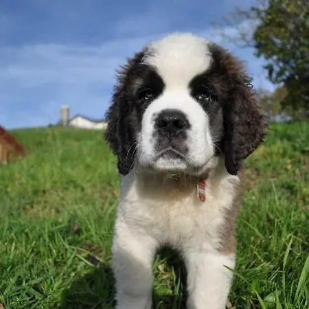Agroturismo Hansmartihof Horben