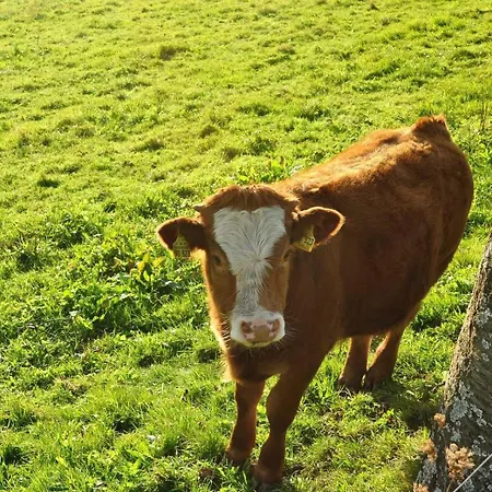 Hansmartihof Agroturismo Horben